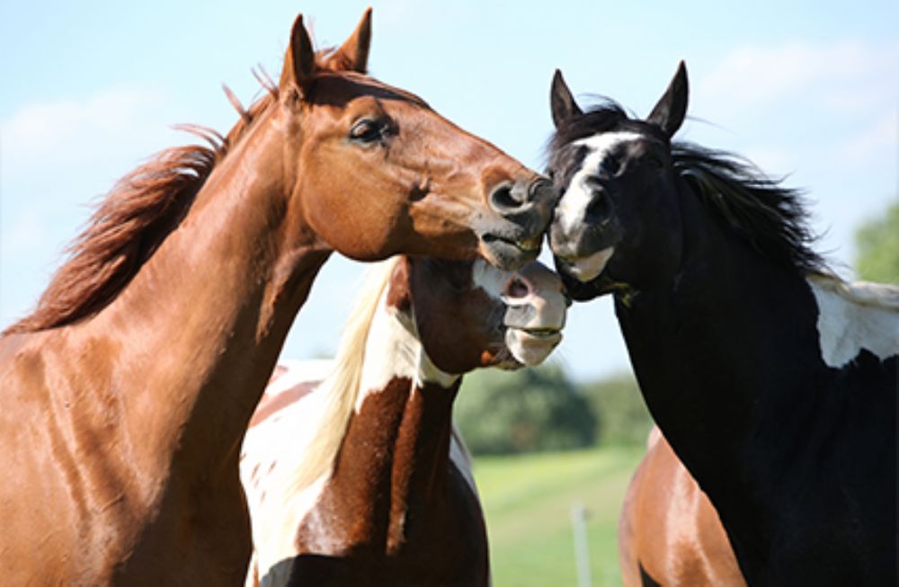 assurances mortalit� chevaux