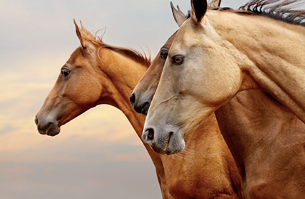 assurances mortalit� chevaux