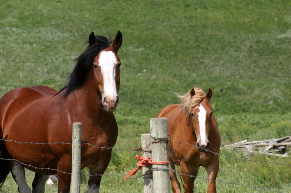 assurances chevaux - mortalit� + frais v�to