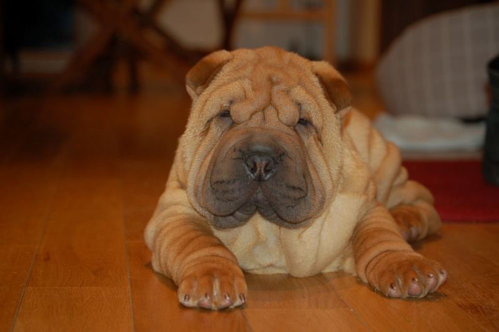 Mutuelle Chiens & Chats