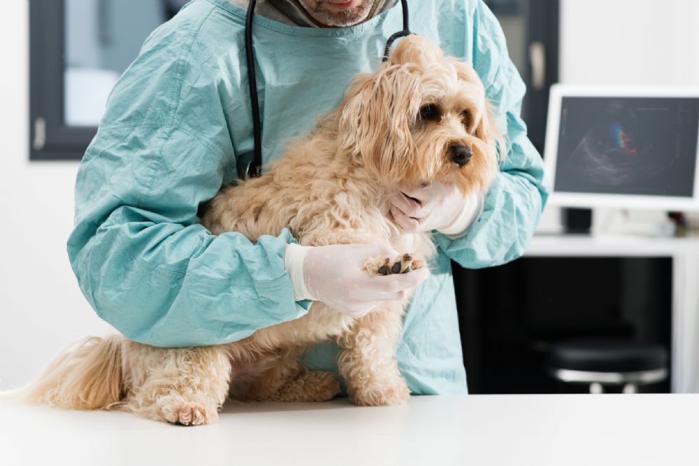 assurance sant� chien