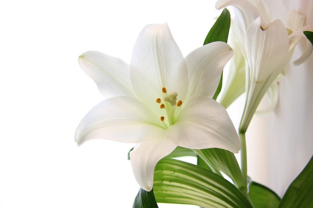 assurance obseques Fotolia